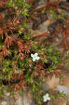 Juniper leaf <BR>Rustweed